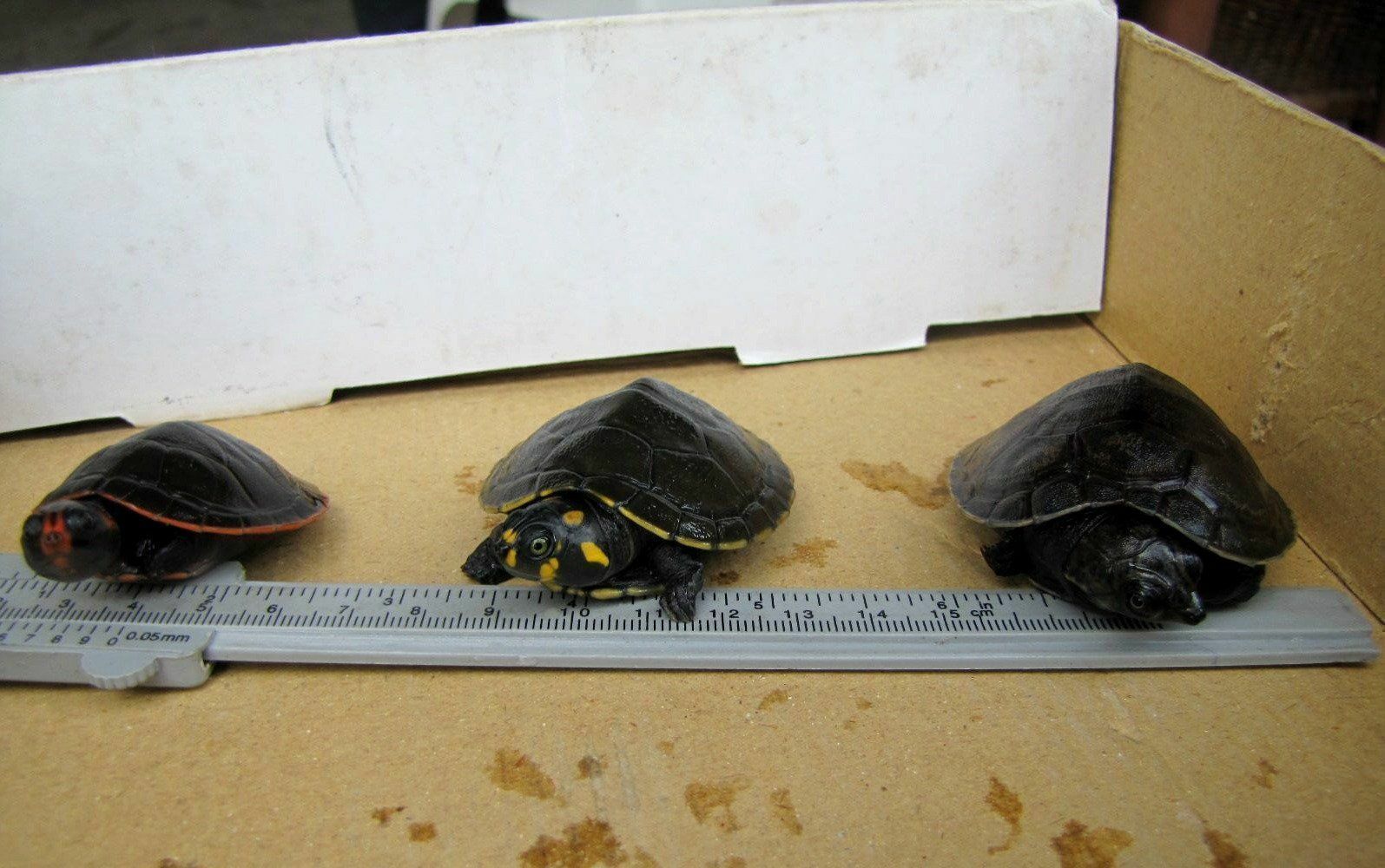 Da esquerda para direita: filhotes de Irapuca, Tracajá e Cabeçudo