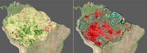 Na seca de 2005, a floresta primária mostrou aumento na atividade fotossintética (esq), mesmo com chuvas abaixo da média (dir).
