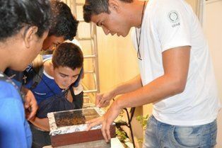 Visitantes aprendem sobre estrutura da colmeia