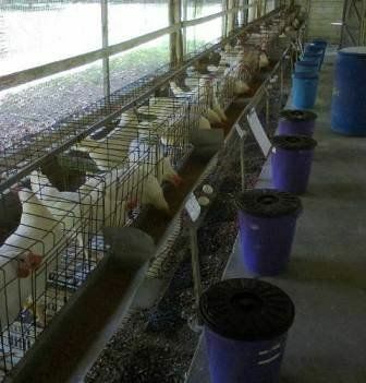 180 aves poedeiras e seus ovos serão utilizados na fase de testes da ração