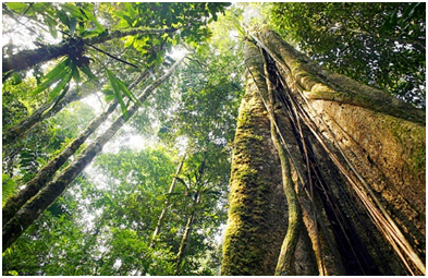Agregação de valor é a solução para manutenção da floresta