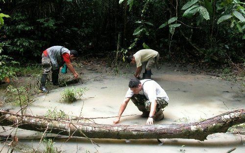 Pesquisador Domingos Rodrigues (em primeiro plano) coletando girinos em poça isolada