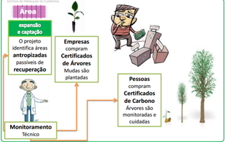 Após o crescimento das mudas, os técnicos do projeto permitem a criação de certificados de carbono que serão vendidos a qualquer pessoa através da internet