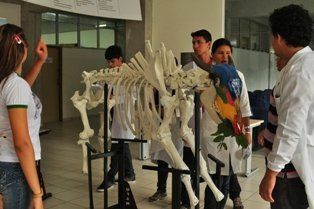 Estudantes expõem esqueleto bovino